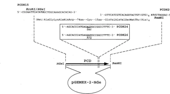Figure  1.  Construction  of vectors  for  expressing  wt-PCD,  C8IS-PCD,  and  C81R-PCD  Histagged  proteins