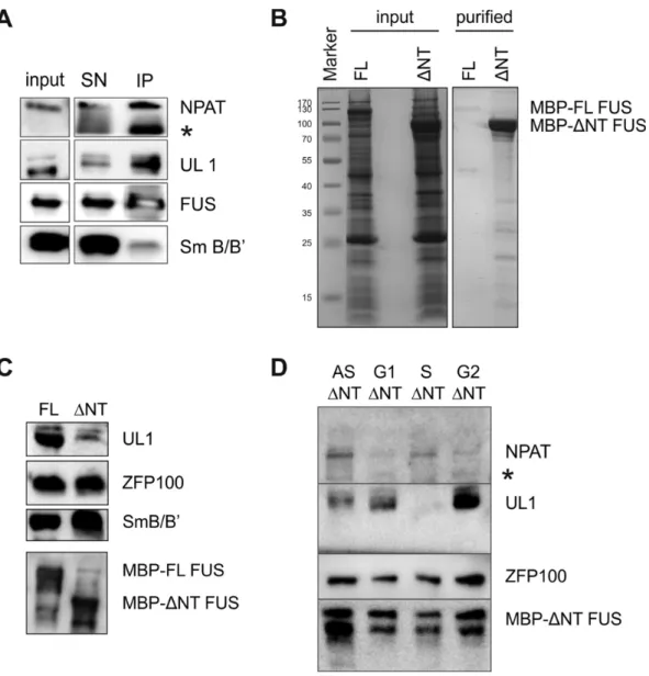 Figure 6. Interactions of FUS with NPAT and hnRNP UL1. (A) Western blot demonstrating the interaction of FUS with NPAT, hnRNP UL1 and SmB / B’