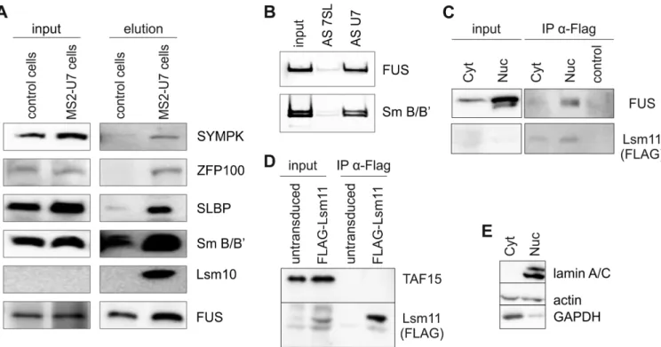 Figure 1. FUS interacts with the U7 snRNP. (A) Enrichment of FUS after U7 snRNP affinity purification based on 1x MS2-tagged U7 snRNA (MS2- (U7)