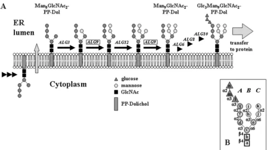 Fig. 1. Scheme of lipid-linked oligosaccharide (LLO) biosynthesis at the lumenal side of the endoplasmic reticulum (ER) membrane