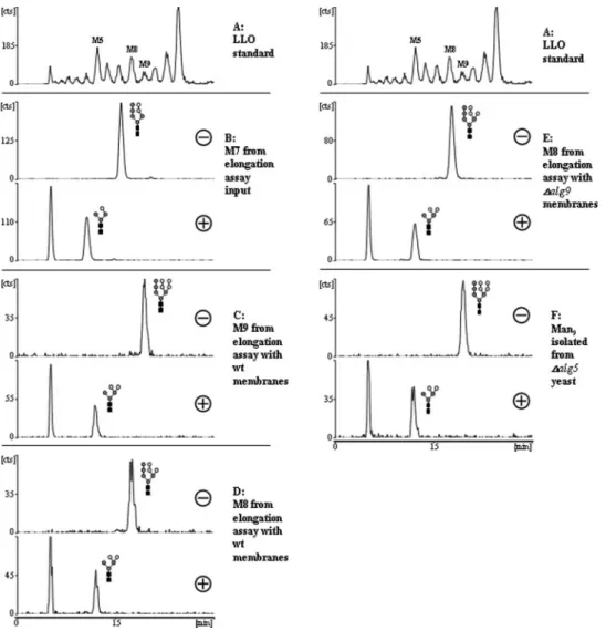 Fig. 3. Exo- α -1,2-mannosidase digest analysis of elongation assay products. HPLC analysis of peaks isolated from a Man 7 GlcNAc 2 -PP-Dol elongation  assay (as in Figure 2) or of Man 9 GlcNAc 2  isolated from a  ∆ alg5 strain, either mock incubated (–) o