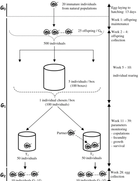 Fig. 1. Schematic diagram of the experimental protocol that was conducted in the two populations