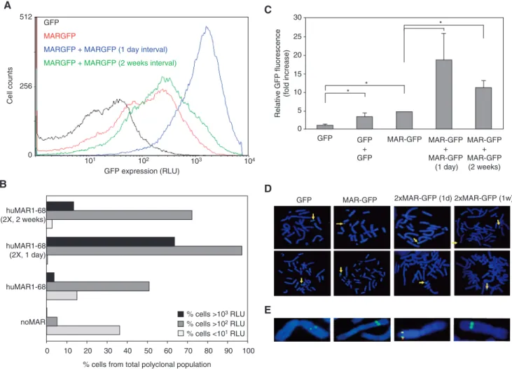 Figure 1. Analysis of the effect of MARs and successive stable transfections on gene transfer and expression