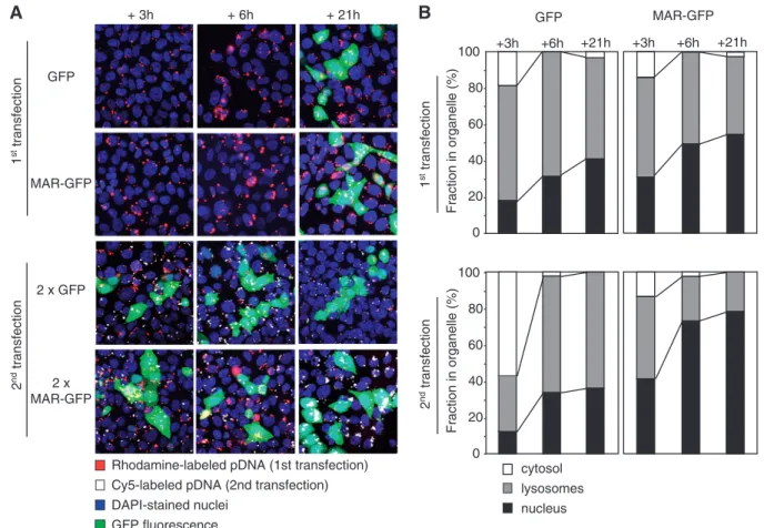 Figure 4. Subcellular distribution of transfected DNA. (A) Confocal microscopy analysis of DNA intracellular trafﬁcking