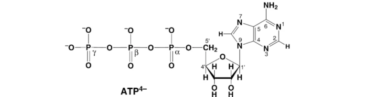 Fig. 1 Chemical structure of adenosine 5 ′ -triphosphate (ATP 4– ) in its dominating anti conformation [3–5]