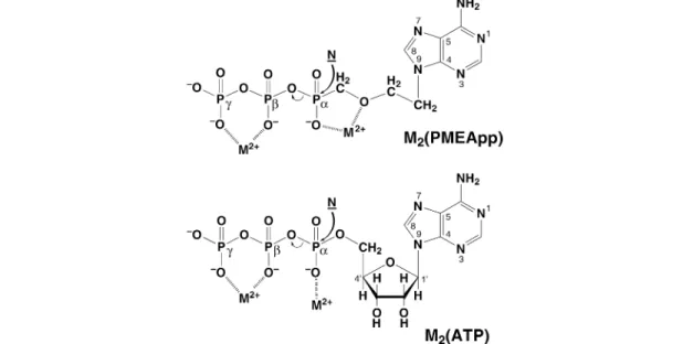 Fig. 3 Simplified structures of the M 2 (PMEApp) and M 2 (ATP) complexes. This M(P α )-M(P β P γ ) binding mode of the  two  metal  ions  is  crucial  for  the  transfer  of  a  nucleotidyl  unit  by  nucleic  acid  polymerases
