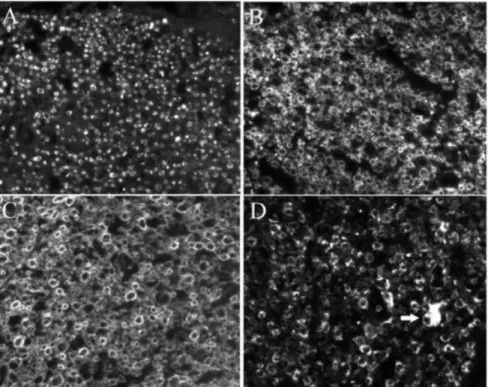 Fig. 1 Myelin-associated proteins in control human spinal cord white matter. Images are transverse sections of the CST of control human spinal cords