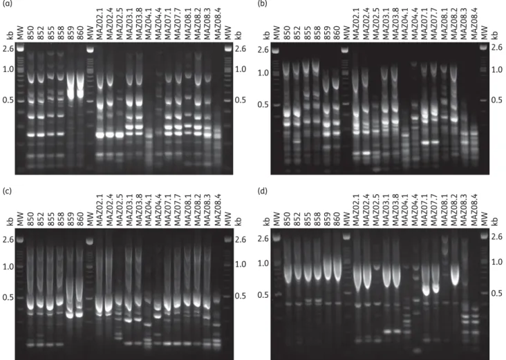 Figure 1. Genotyping of M. abscessus isolates using RAPD-PCR. The isolates analysed were: (i) subsequent isolates of five patients MAZ02, MAZ03, MAZ04, MAZ07 and MAZ08; and (ii) isolates published by Wallace et al