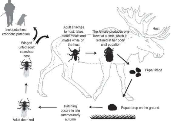 Fig. 1. Schematic overview of the deer ked life cycle.