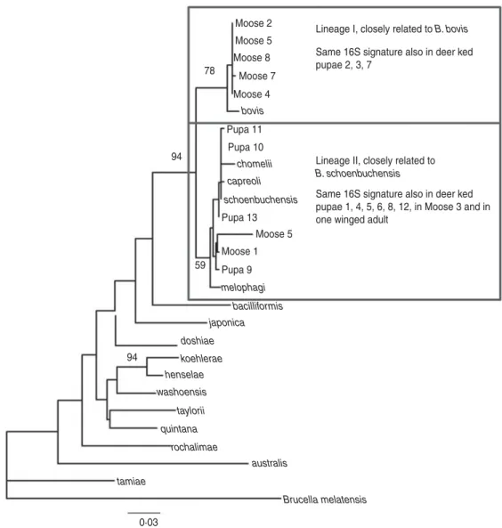 Fig. 3. Maximum-likelihood phylogenetic tree based on partial nucleotide sequences of the rpoB gene, estimated using the DNAML program from PHYLIP