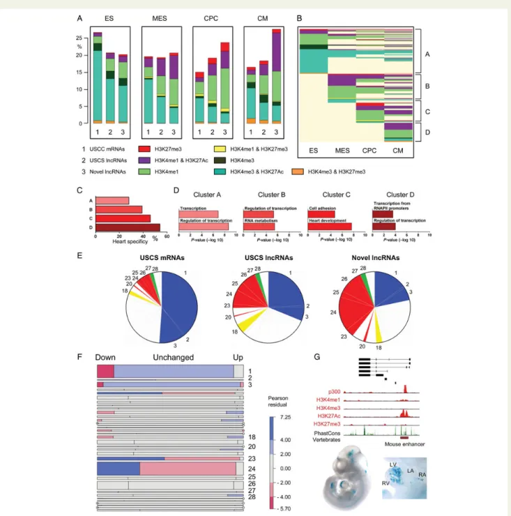 Figure 5 Inferring functions for novel long non-coding RNAs based on developmental chromatin state patterns