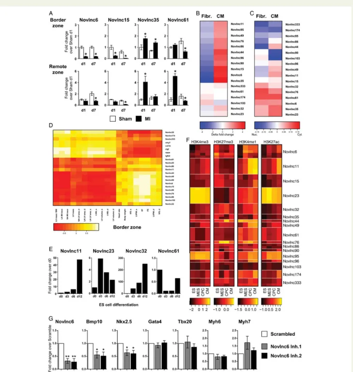 Figure 6 Selection and validation of novel long non-coding RNAs. High priority candidates were selected based on their association with unique and specific characteristics