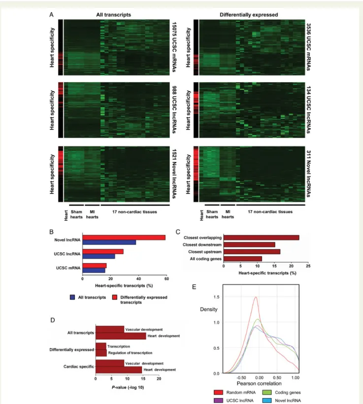 Figure 2 Tissue specificity of novel long non-coding RNAs. Novel long non-coding RNAs are more heart-specific and proximal to cardiac devel- devel-opmental genes