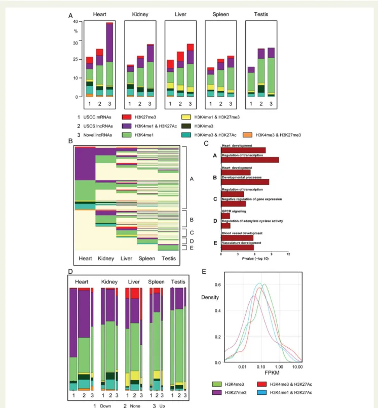 Figure 4 Novel long non-coding RNAs are associated with specific chromatin states in the adult heart