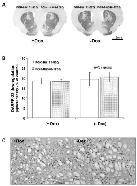Figure 7. (A) Doxycycline treatment in rats injected with the constitutive PGK-171-82Q and PGK-548-128Q vectors has no effect on DARPP-32 down-regulation;