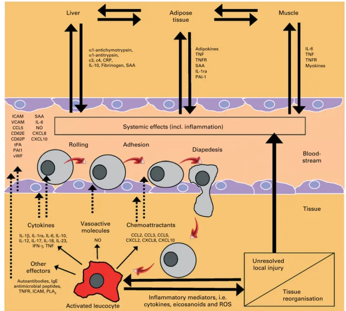 Fig. 2. An overview of inflammation. C, complement; CRP, C-reactive protein; SAA, serum amyloid A; TNFR, TNF receptor; ra, receptor antagonist; PAI, plasmi- plasmi-nogen activator inhibitor; ICAM, intercellular adhesion molecule; VCAM, vascular cell adhesi