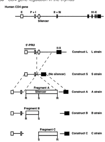 Fig. 1. Genomic organization of the human CD4 gene and the The transgenic and control mice were analyzed between 6 transgene constructs
