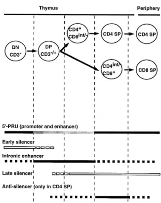 Fig. 8. Regulatory model for CD4 gene expression during T cell the transgene in the A and B strains (data not shown).