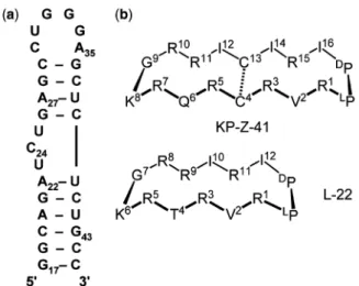 Figure 1. (a) Sequence and secondary structure of the HIV-1 TAR RNA construct used in these studies, numbered according to the start of transcription of the viral RNA and (b) sequences of the lead peptides L-22 and KP-Z-41 ( L P = L-Pro and D P = D-Pro)