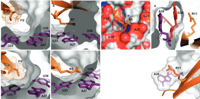 Figure 3. Comparison of binding results for several peptides from the KP-Z library (all concentrations are in nM) to HIV TAR (1 nM) by electro- electro-phoretic mobility shift assay (EMSA); the buffer contains a 10 000 fold excess of tRNA to disfavor bindi