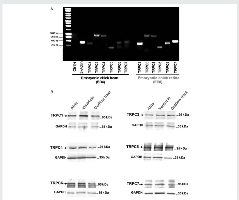 Figure 1 Genes and proteins expression of TRPC isoforms in the embryonic chick heart (ED4) and retina (ED8)