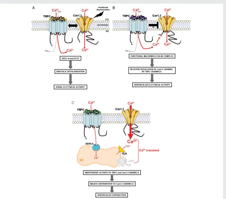 Figure 6 Model based on the present findings illustrating the regulation of electrical and mechanical activities by TRPC and Cav1.2 channels in atria and ventricle of the developing heart