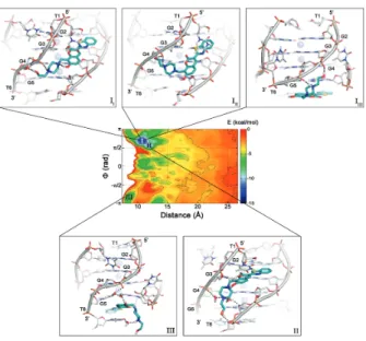 Figure 2. Representation of the binding FES of 1 to [d(TGGGGT)] 4 as function of the distance (d) and dihedral ( ϕ ) with isosurfaces displayed every 1.5 kcal / mol