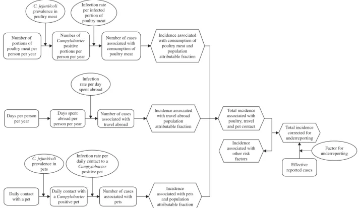 Fig. 1. Outline of a model designed to attribute Campylobacter cases to infection sources in Switzerland.