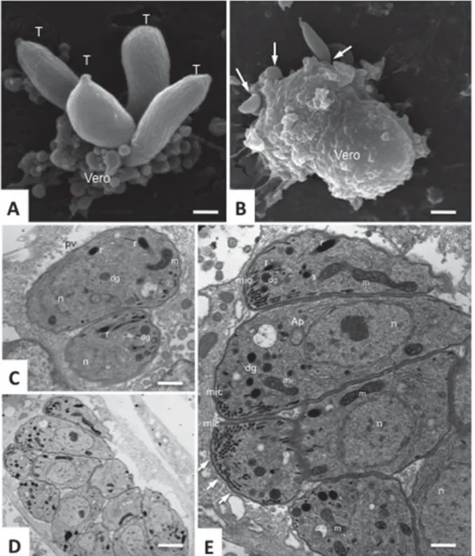 Fig. 1. Besnoitia besnoiti tachyzoites. (A) and (B) show scanning electron micrographs of tachyzoites (T) establishing contact with the surface of Vero cells