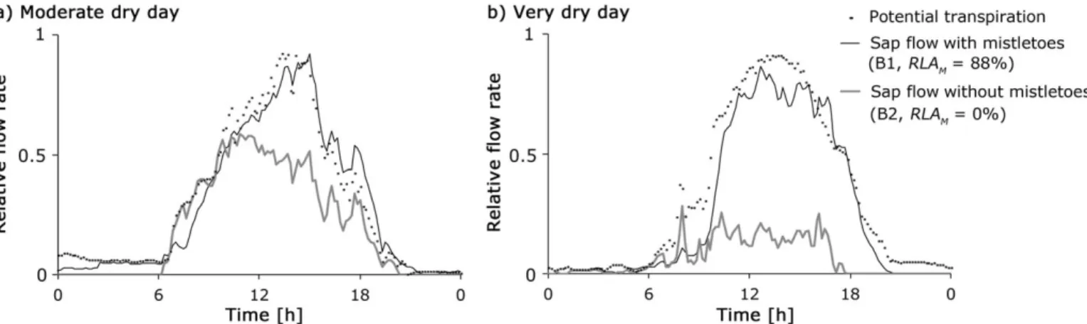 Fig. 4. Indication for non-regulated mistletoe stomata. (a) The measured sap flow of a branch (B1) with a very high mistletoe fraction (RLA M ¼88%) followed very closely the potential transpiration (22 August 2004, soil water potential¼ –120 kPa), whereas 