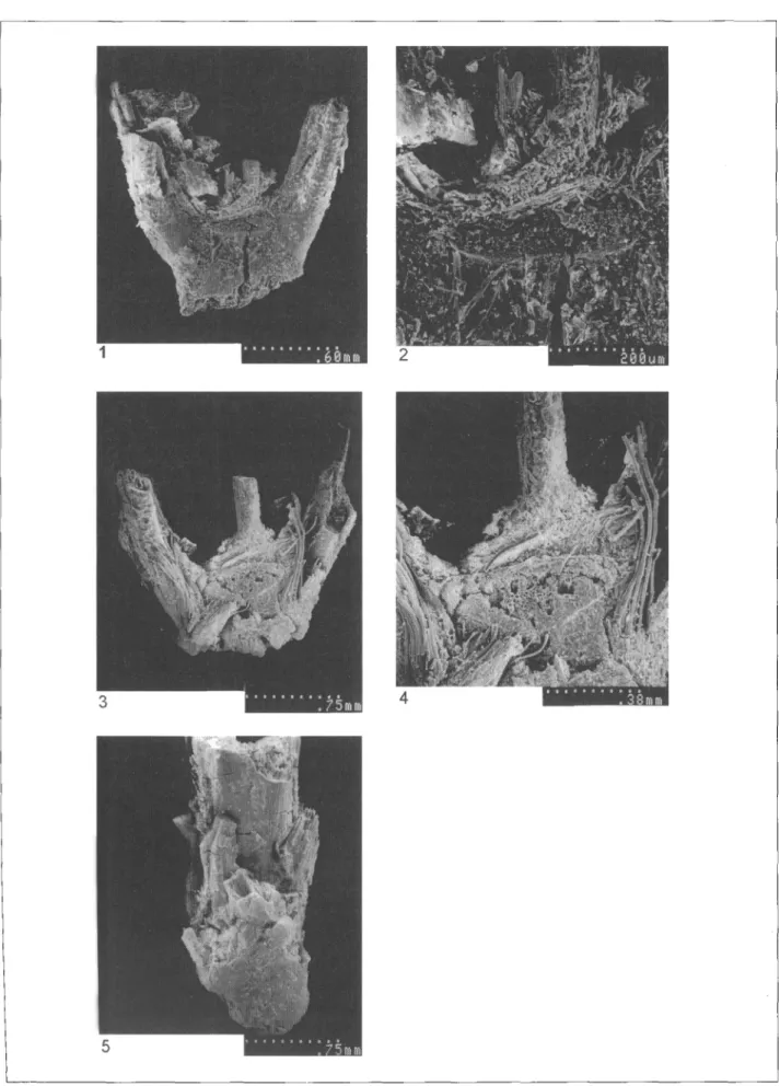 Fig. 5. Scanning Electron Micrographs. (1) Wild einkorn (Triticum boeticum) standard spikeletfork with detail of the clean, smooth scar in (2); (3) wild einkorn (Triticum boeticum,) sub-basal spikeletfork with detail of the clean, smooth scar in (4); (5) t