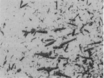 Figure 2. Crystallites of InN 共sample 3兲 seen under optical microscope in