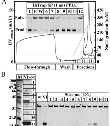 Figure 1. Substrate specificity of GO-processing activity in crude extracts of P.aerophilum: 1 pmol of the 60mer substrates was incubated with 0, 2 or 10 mg of WCE as described in Materials and Methods