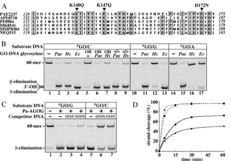 Figure 4. Pa-AGOG is a member of a new family of DNA glycosylases. (A) Partial sequence alignment of the putative ‘extended’ helix–hairpin–helix motif of AGOG homologues