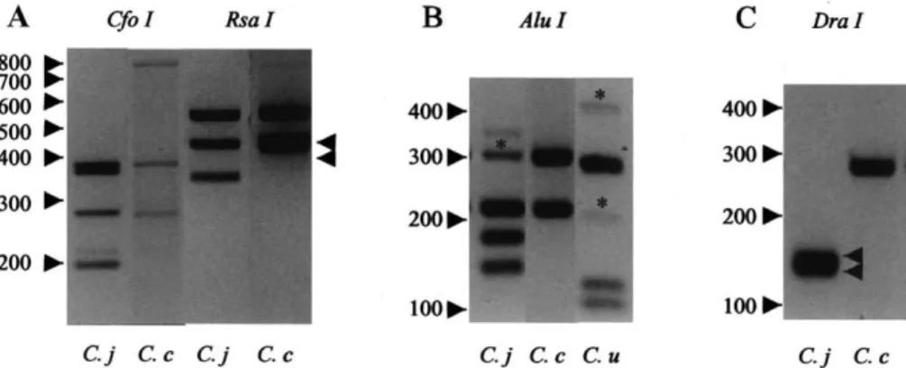 Fig. 1. Agarose gel electrophoresis of representative RFLPs used to type Campylobacter spp