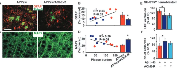 Fig. 4 AChE-R reduces Ab toxicity in vivo and ex vivo. ( A) GFAP astrocytic labelling (red) around b-amyloid plaques (green) in frontal cortices of APPsw and APPsw/AChE-R mice