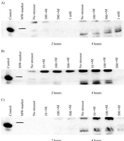 Fig. 1. Western blot analysis of MG1655 :pRED2 carrying the full-length vhb gene under control of its native regulatory sequence (P vhb )