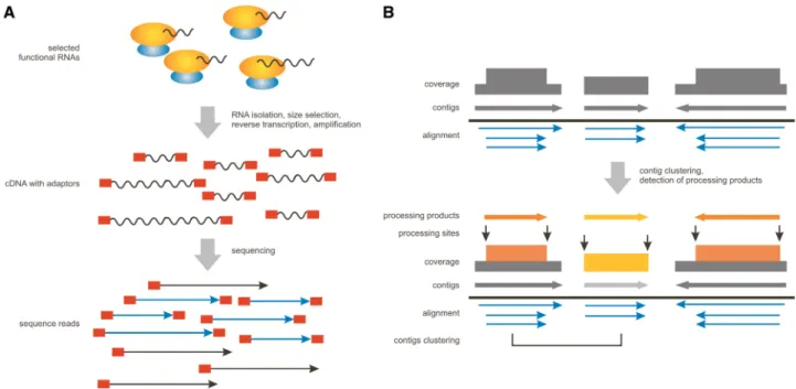 Figure 1. Schematic representation of the key steps of the experimental workﬂow leading to identiﬁcation of RNA processing products