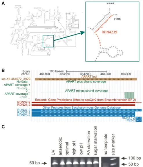 Figure 4. Processing of a 23-mer from 5 0 -end of 25S ribosomal RNA. (A) The location of the detected processing product on the secondary structure diagram of large ribosomal subunit rRNA is depicted