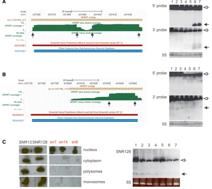 Figure 5. Experimental validation of the APART-predicted putative processing products