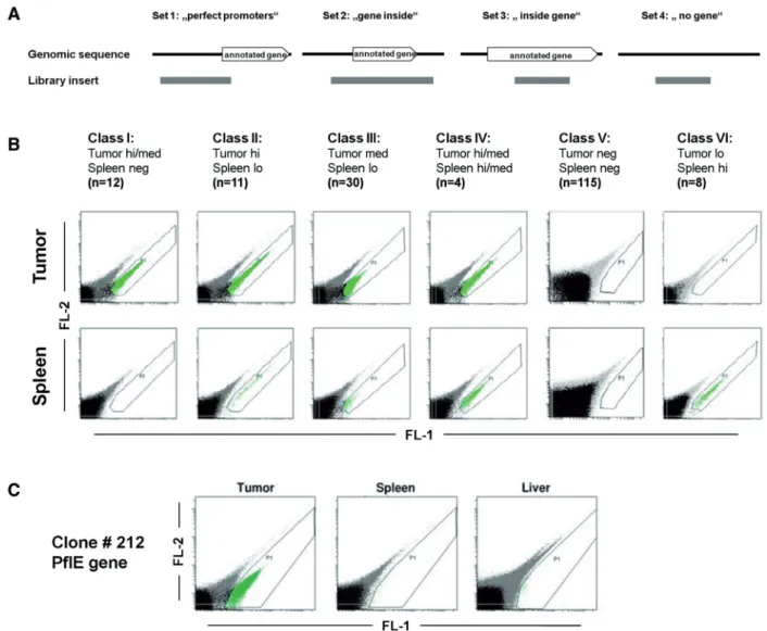 Figure 2. Classiﬁcation of the obtained promoter sequences. (A) Deﬁnition of four different sets, according to the position of the respective sequence on the genome