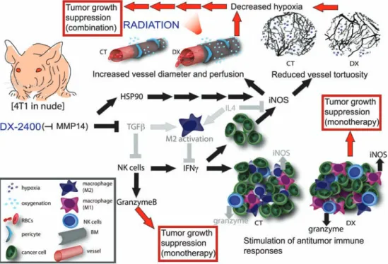 Figure 7.  A schematic representation of the effects of MMP14 inhibition by DX-2400 in 4T1 primary breast tumors in nude mice