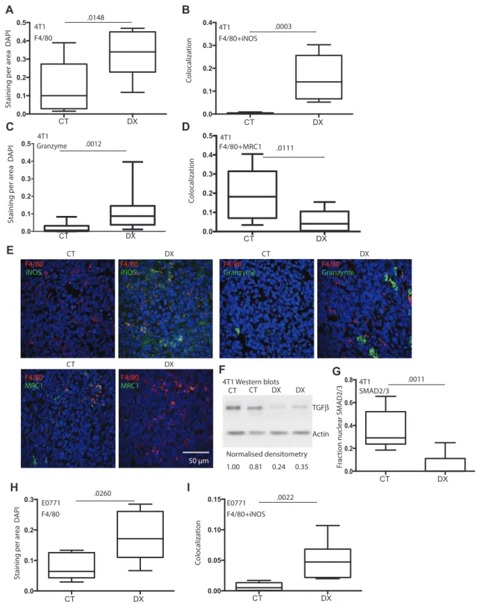 Figure 3.  Effect of anti-MMP14 treatment on F4/80 +  macrophages and M1-like state. A-G) Data and representative images from day 4 4T1 tumors in nude mice except  western blot of TGFβ (F, day 6)