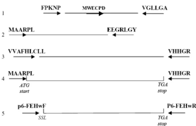 Table 1. Comparison of the substrate specificities (1 mM) of the native wheat 6-FEH and the heterologously expressed wheat 6-FEH cDNA in Pichia pastoris
