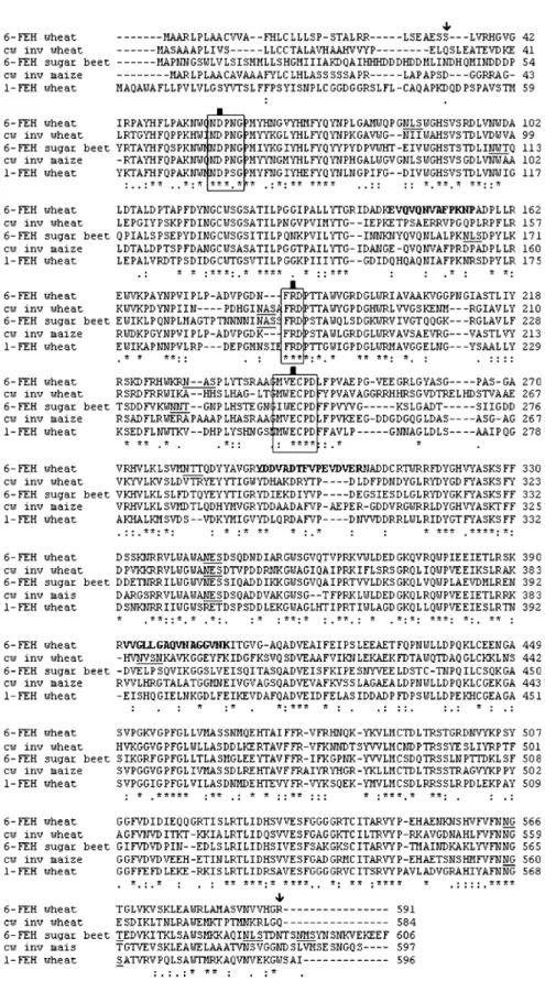 Fig. 4. Alignment of the deduced amino acid sequence of 6-FEH, 1-FEH, and invertase from wheat and cell wall invertase 4 from maize and the sugar beet 6-FEH
