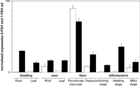 Fig. 6. Normalized expression of 6-FEH cDNA (black bars) and 1-FEHw2 cDNA (white bars)