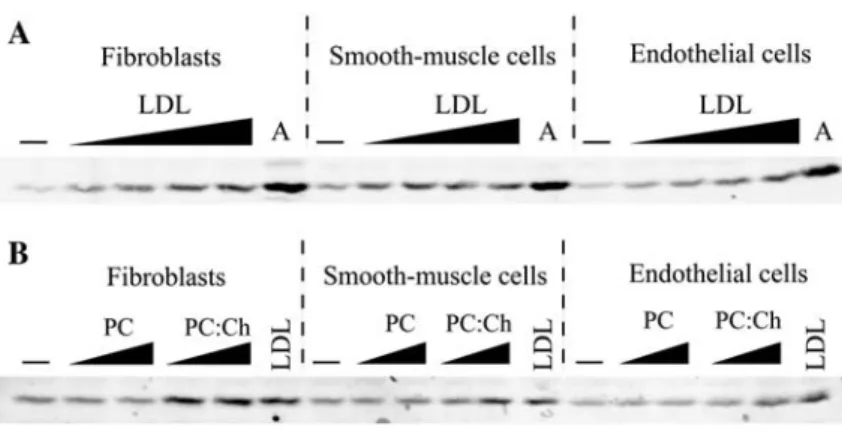 Figure 6 LDLs and cholesterol-containing liposomes activate the p38 MAPKs in fibroblasts, smooth muscle cells and endothelial cells.