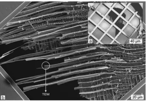 Figure 1 SEM micrographs of the folding TEM copper grid with (a) a piece of pyrolyzed maple wood and (b) an area (indicated by the white circle) containing electron-transparent fibres.