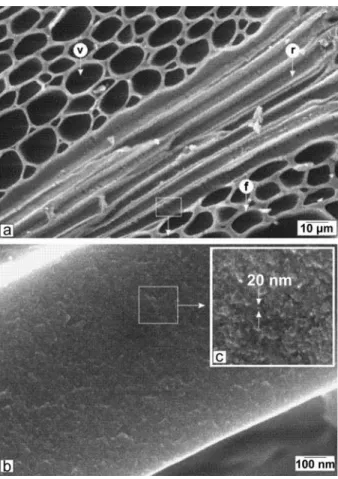 Figure 4 SEM micrographs of maple wood after pyrolysis at 11008C. (a) Transverse plane containing junction region between cross-cut fibers (f), vessels (v); and longitudinally cut ray cells (r); (b) cross-section of a cell wall; and (c) globular grains.