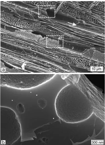 Figure 6 SEM micrographs of a delaminated membrane in the intervascular pittings (enlarged from region a2 shown in Figure 5a)
